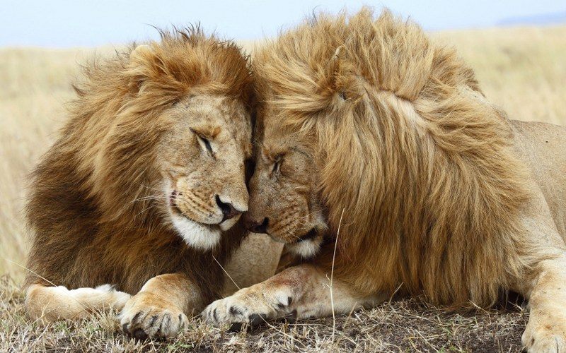 BROTHERS