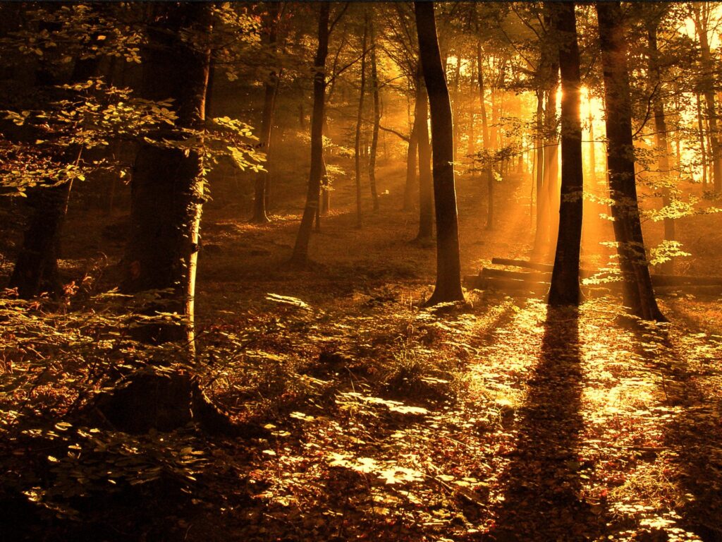 AB - FOREST