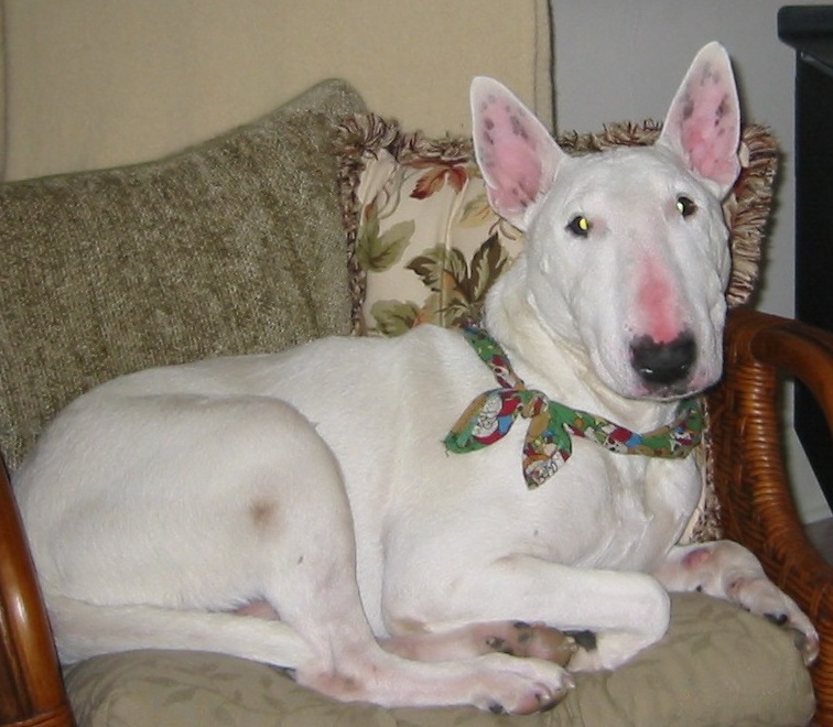 AUGIE 002 - Cropped