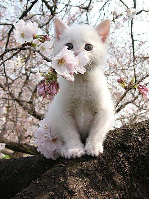 SWEET PUDDY