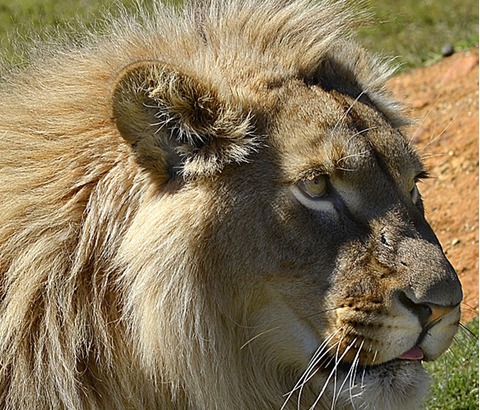LION MARCH