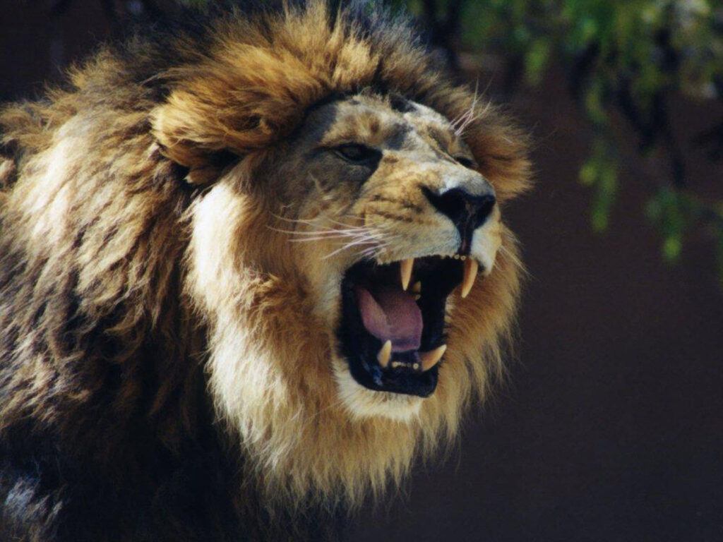 LION ROAR 2