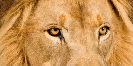 LION 12