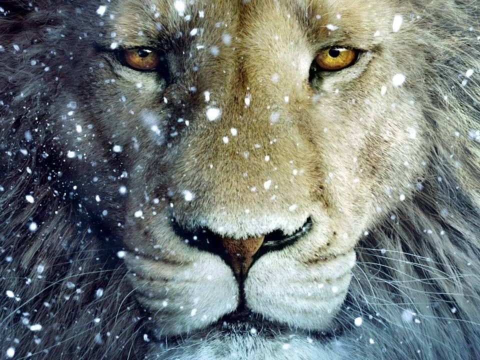 LION 48