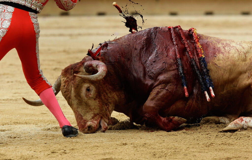 bull fight - the kill