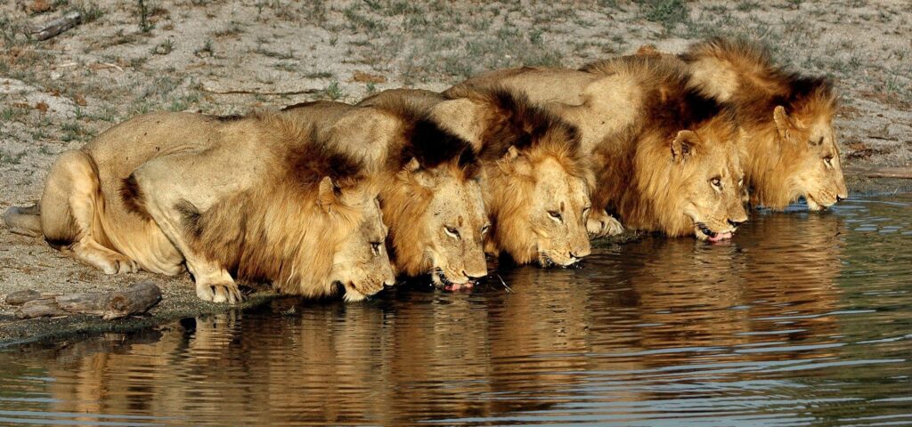 LION 58