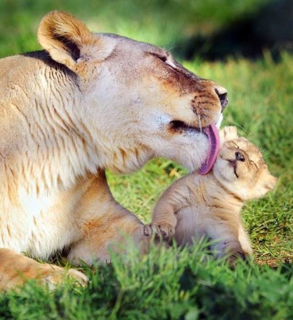 LION - MOM