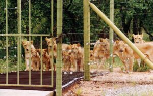 LION FARM