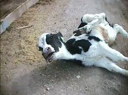 COW - DOWNED 2
