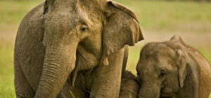 ELEPHANT FAMILY 1