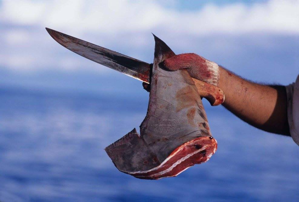 ANIMAL - CRUELTY SHARK FIN