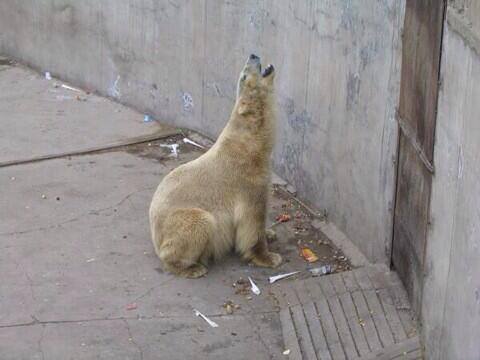 ARTURO 8