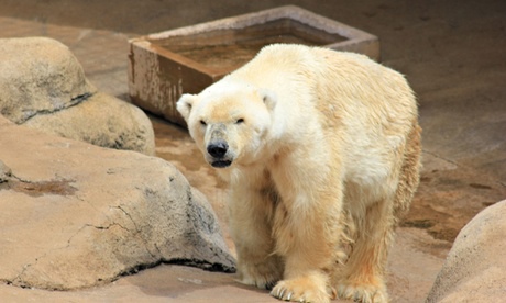 Wang the polar bear