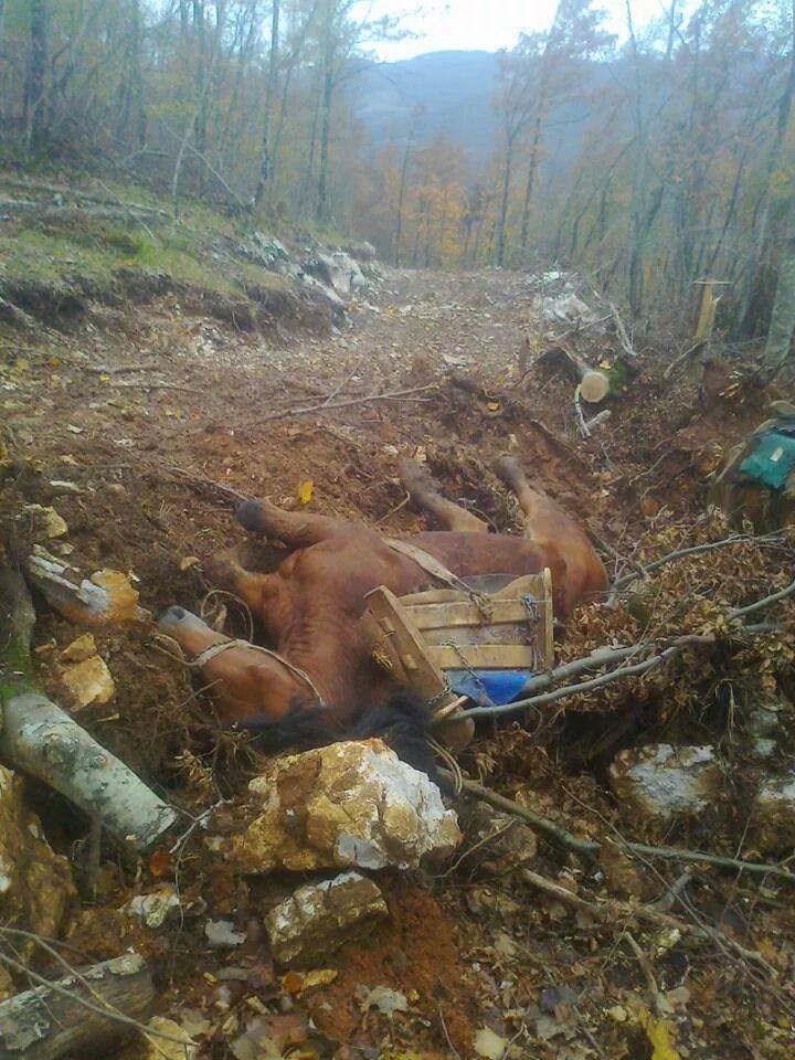 HORSE - BOSNIA WORKED TO DEATH