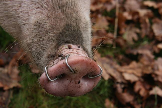 PIG - NOSE RING TO STOP ROOTING