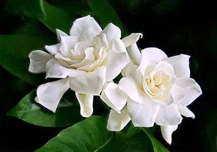 WHITE FLOWER 3