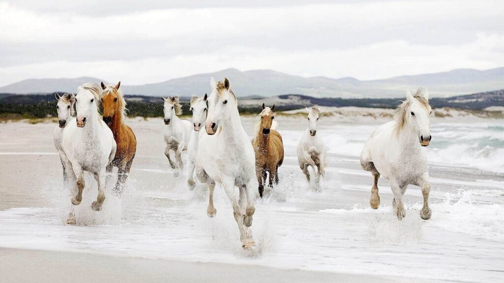 HORSES - RUNNING