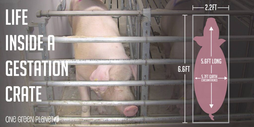 PIG - GESTATION CRATE