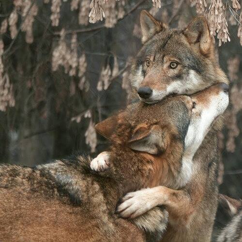 WOLF - LOVE