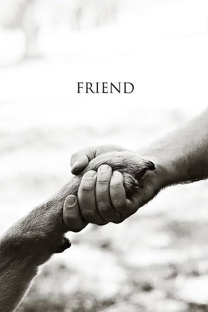 DOG - FRIEND