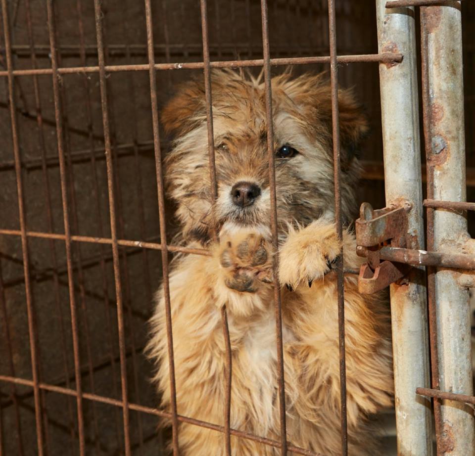 DOG - MEAT TRADE 4