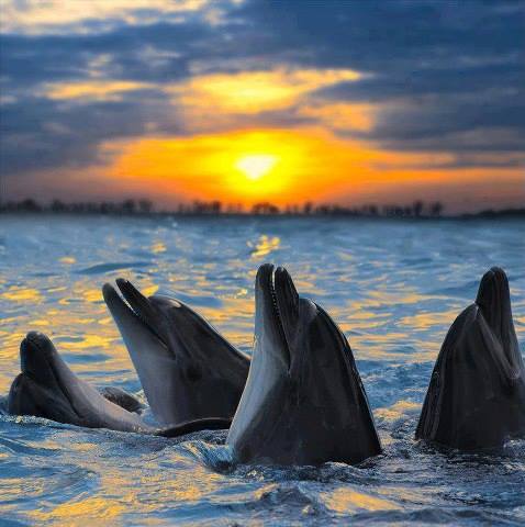 DOLPHINS - 5