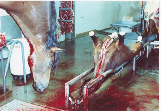 HORSE - SLAUGHTER 2