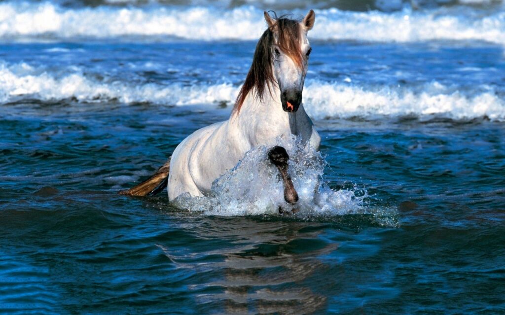 HORSE - WATER