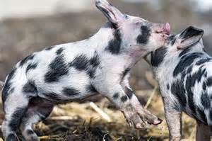 PIGLETS - PLAYING