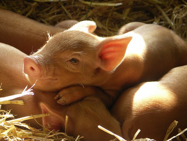 PIGS - BABIES 2