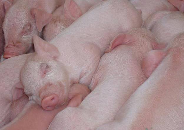 PIGS - BABIES SLEEPING