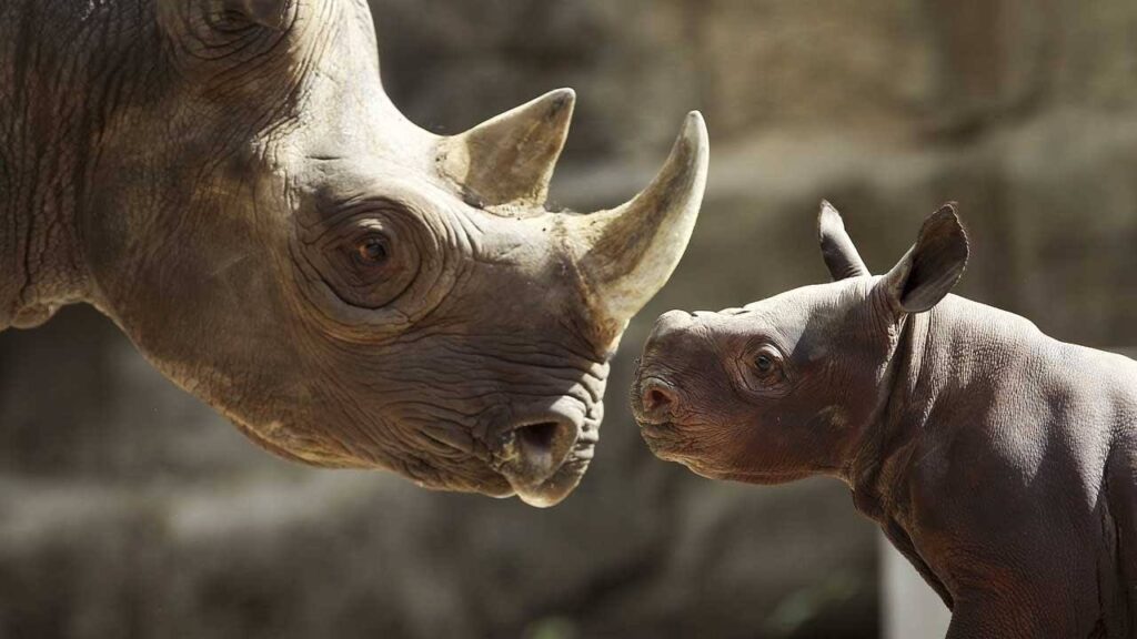 RHINO - MOM