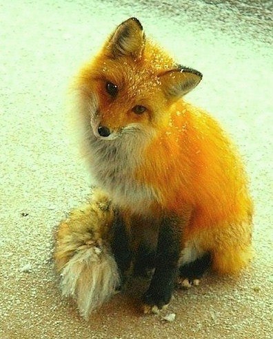 FOX 16