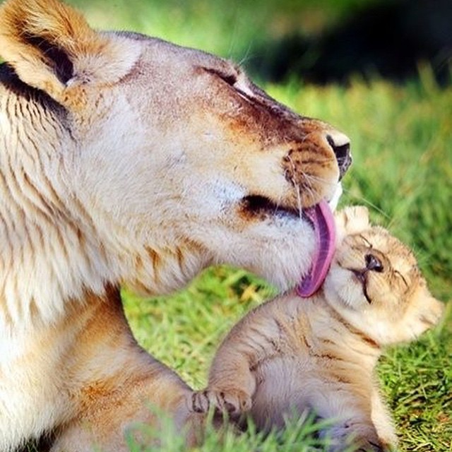 LION - MOMMIE