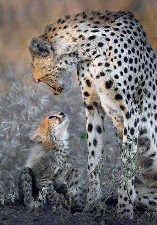 MOTHER - LOVE