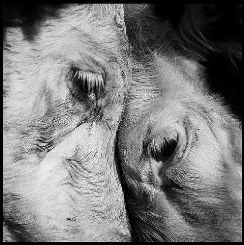 COWS - AWAITING SLAUGHTER
