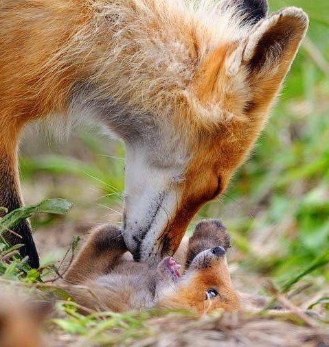 FOX - MOMMIE