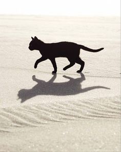 BLACK CAT - WALKING