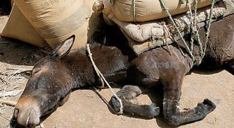 DONKEYS - OVER WORKED
