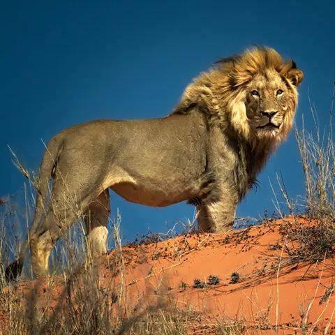 LION - KING