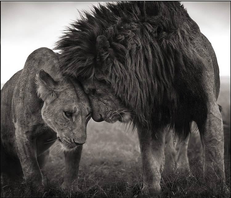 LION - LOVE