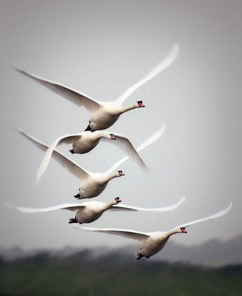 WHITE - BIRDS FLYING