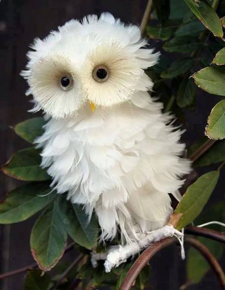 WHITE - OWL
