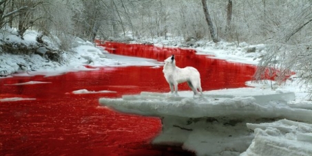 WHITE - WOLF RED