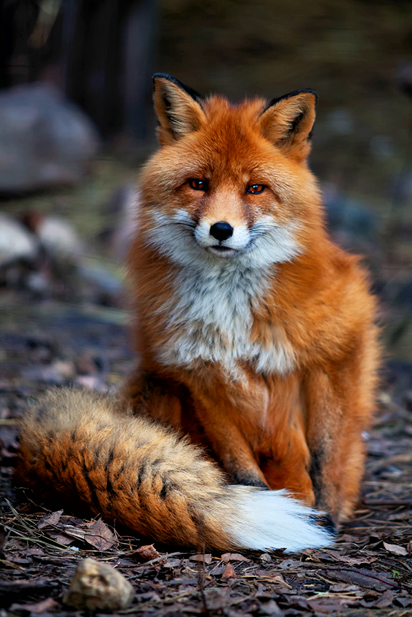 FOX 17