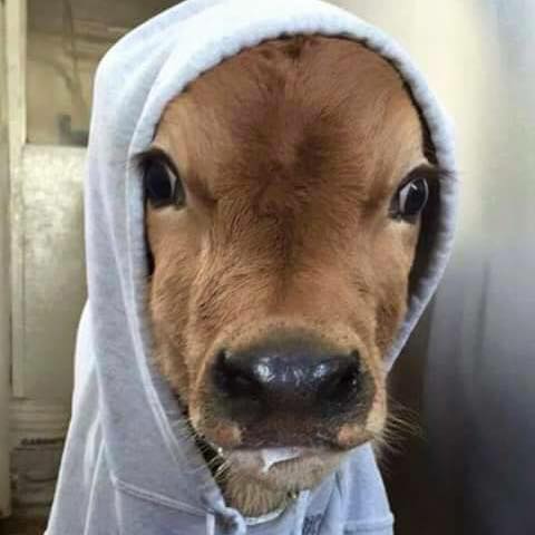 COW - BABY