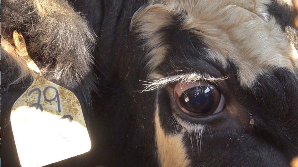 COWS  - EYE 3