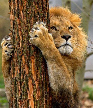 LION - TREE