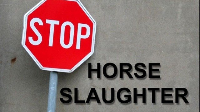 HORSE - STOP