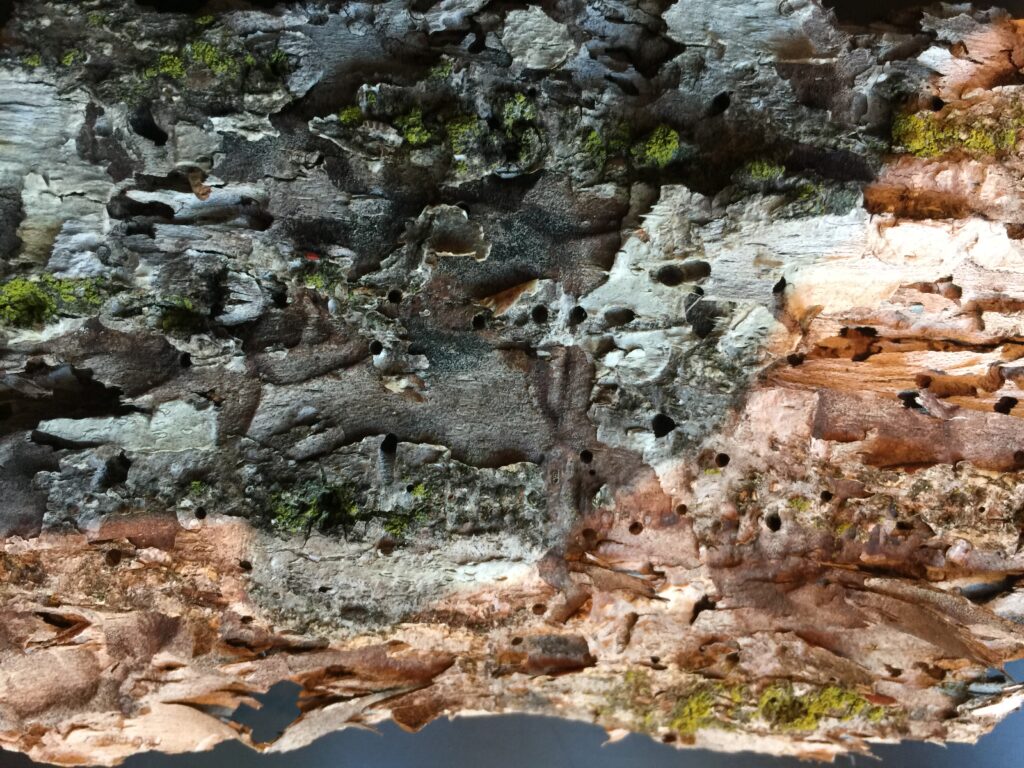ROE - BARK